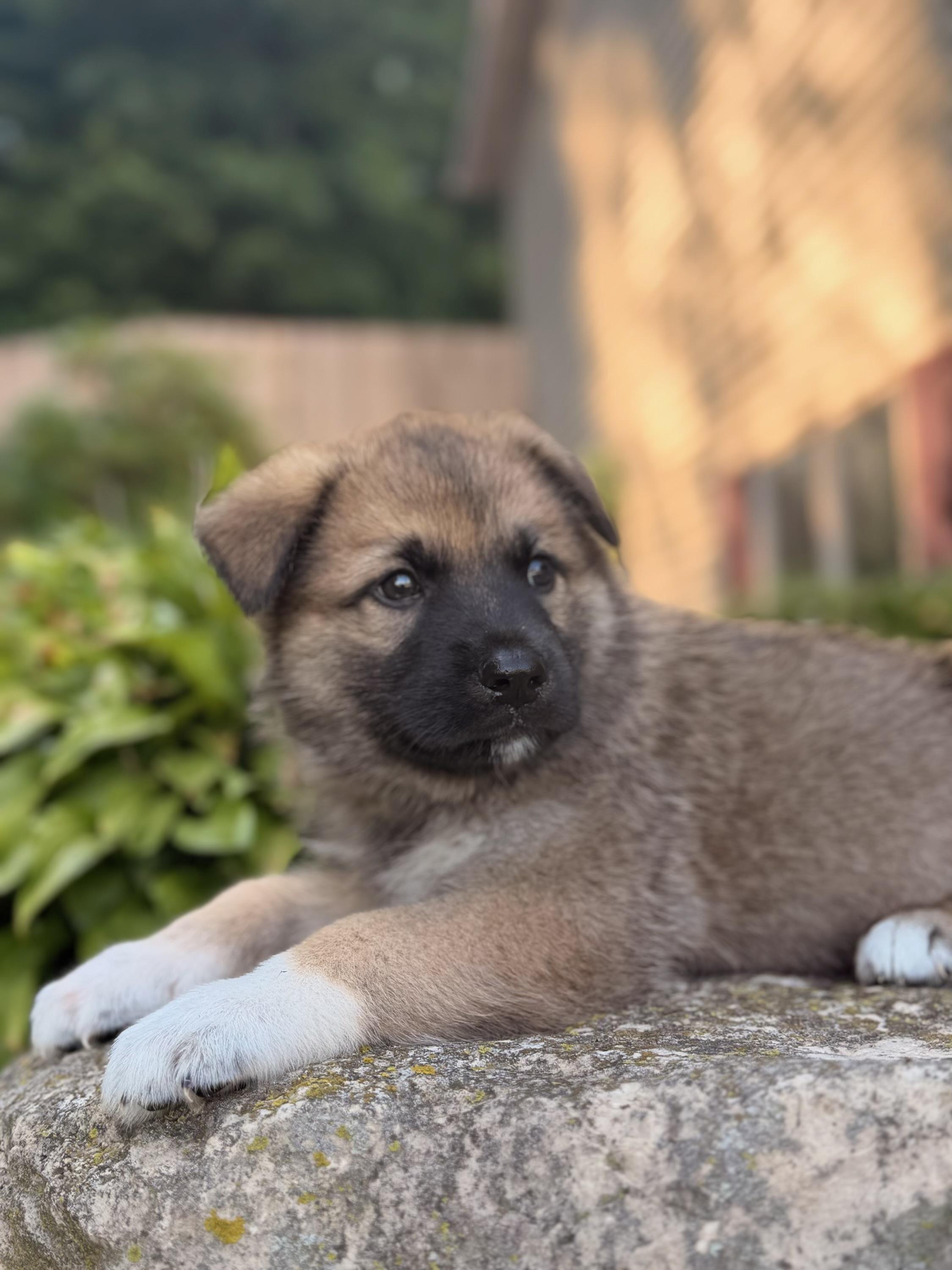 Enlarge Colton, a ADOPTABLE mixed breed in North Freedom, WI image 3/5