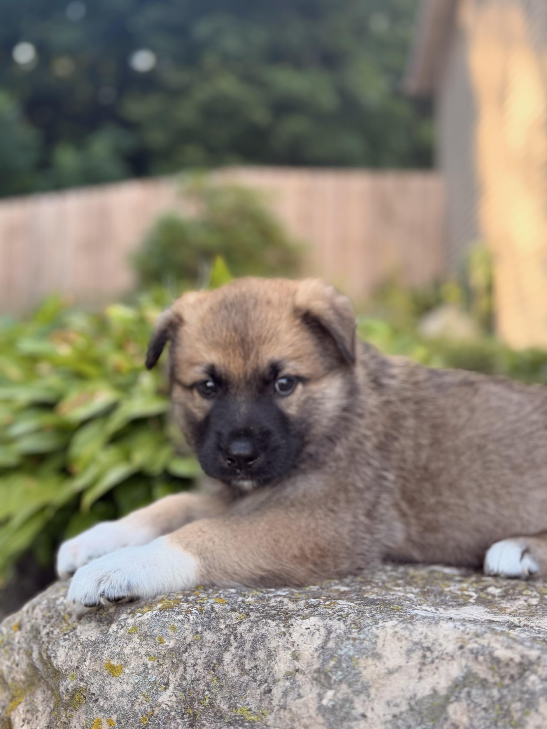 Enlarge Colton, a ADOPTABLE mixed breed in North Freedom, WI image 4/5