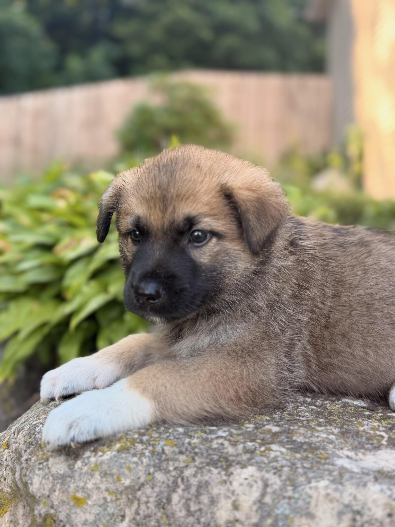 Enlarge Colton, a ADOPTABLE mixed breed in North Freedom, WI image 1/5