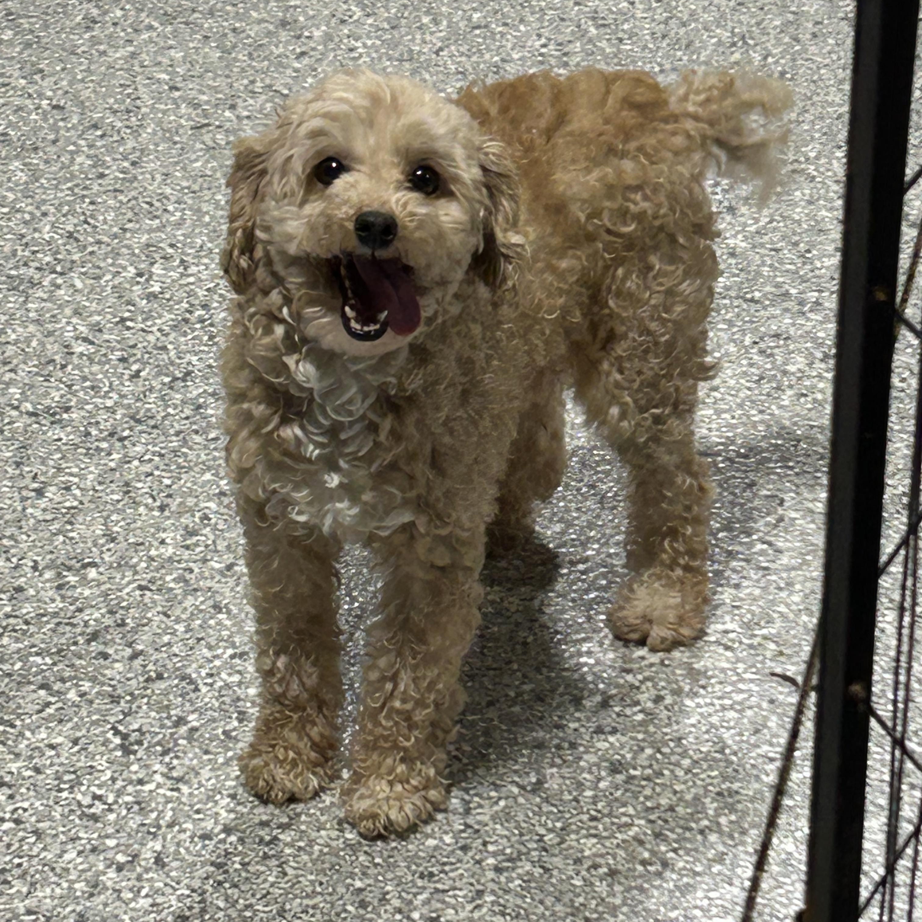 Krystal 10 lbs , Adoptable, Adult Female Miniature Poodle.
