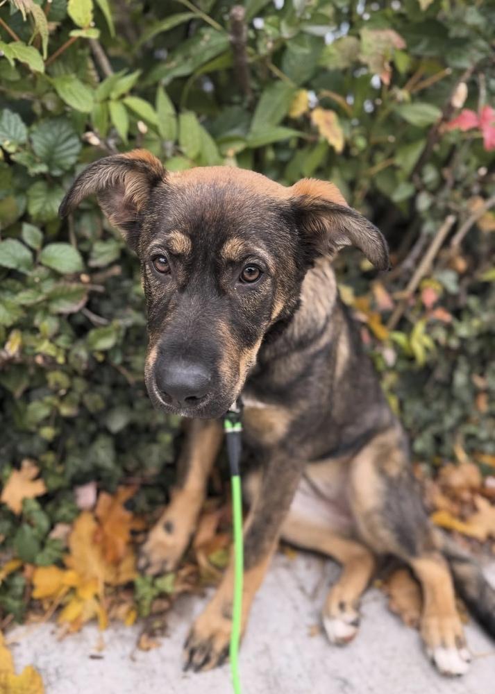 Enlarge Tess, a Adoptable mixed breed in Cheektowaga, NY image 1/1