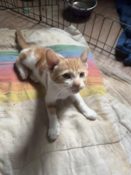 Nutmeg, an adoptable Tabby in Winnipeg, MB, R2C 3A4 | Photo Image 2