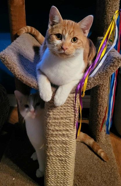 Nutmeg, an adoptable Tabby in Winnipeg, MB, R2C 3A4 | Photo Image 1