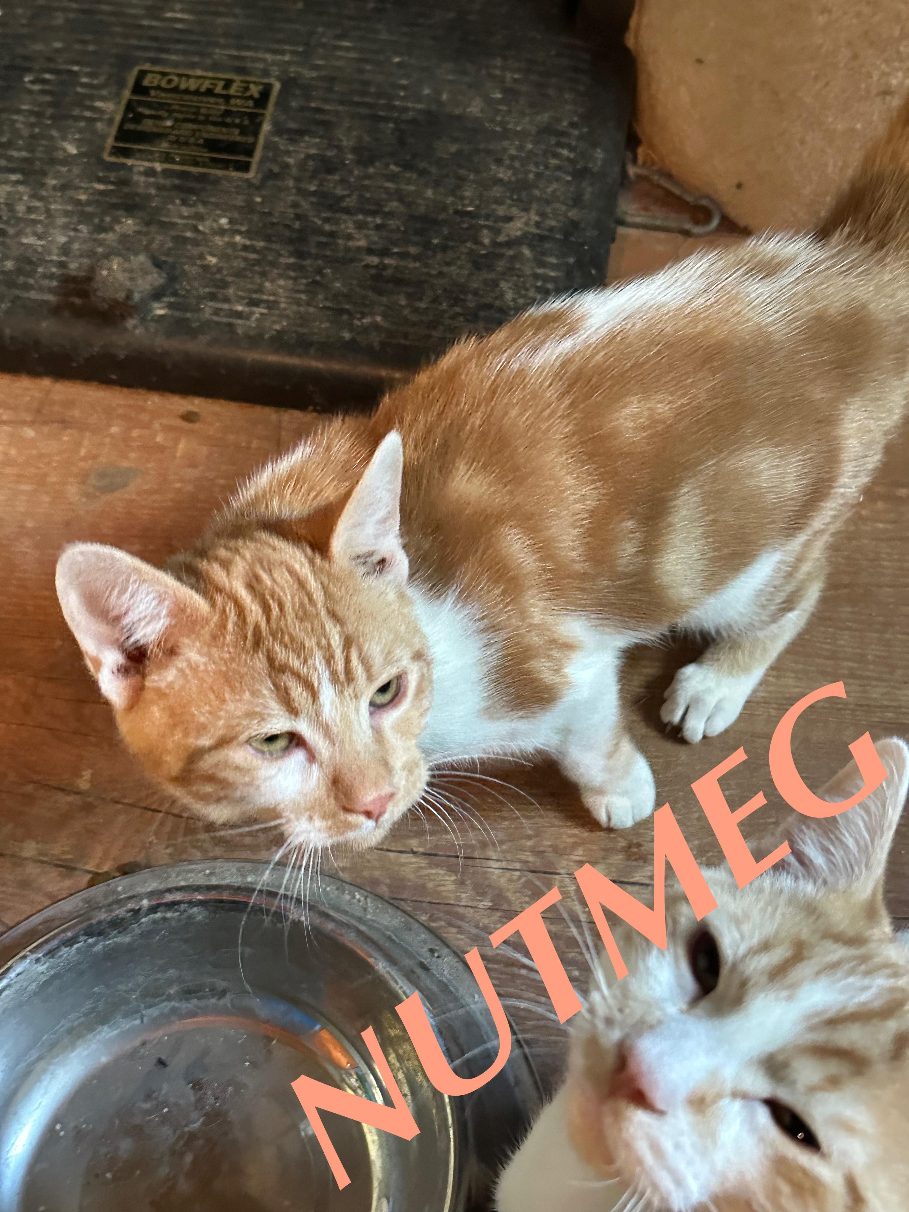 Nutmeg, an adoptable Tabby in Winnipeg, MB, R2C 3A4 | Photo Image 1