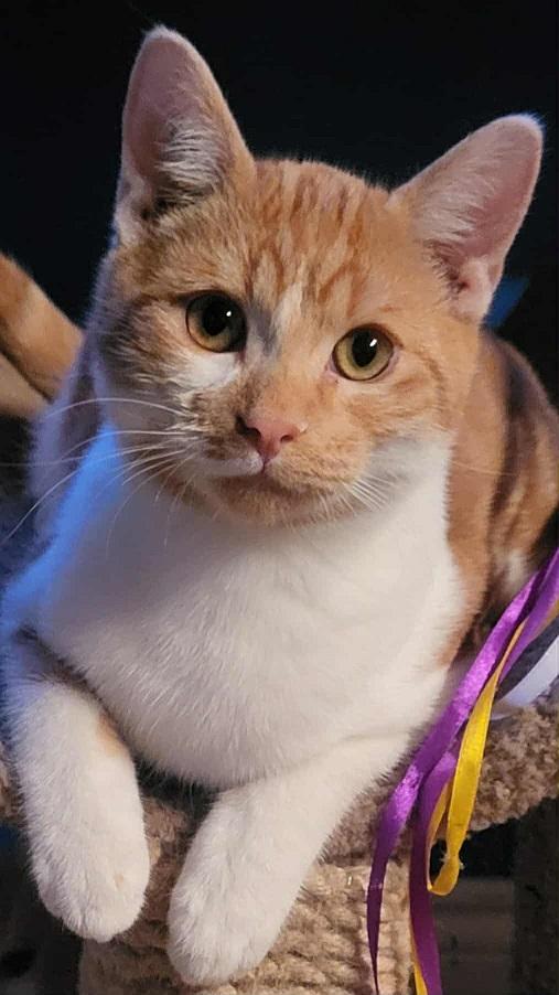 Nutmeg, an adoptable Tabby in Winnipeg, MB, R2C 3A4 | Photo Image 5