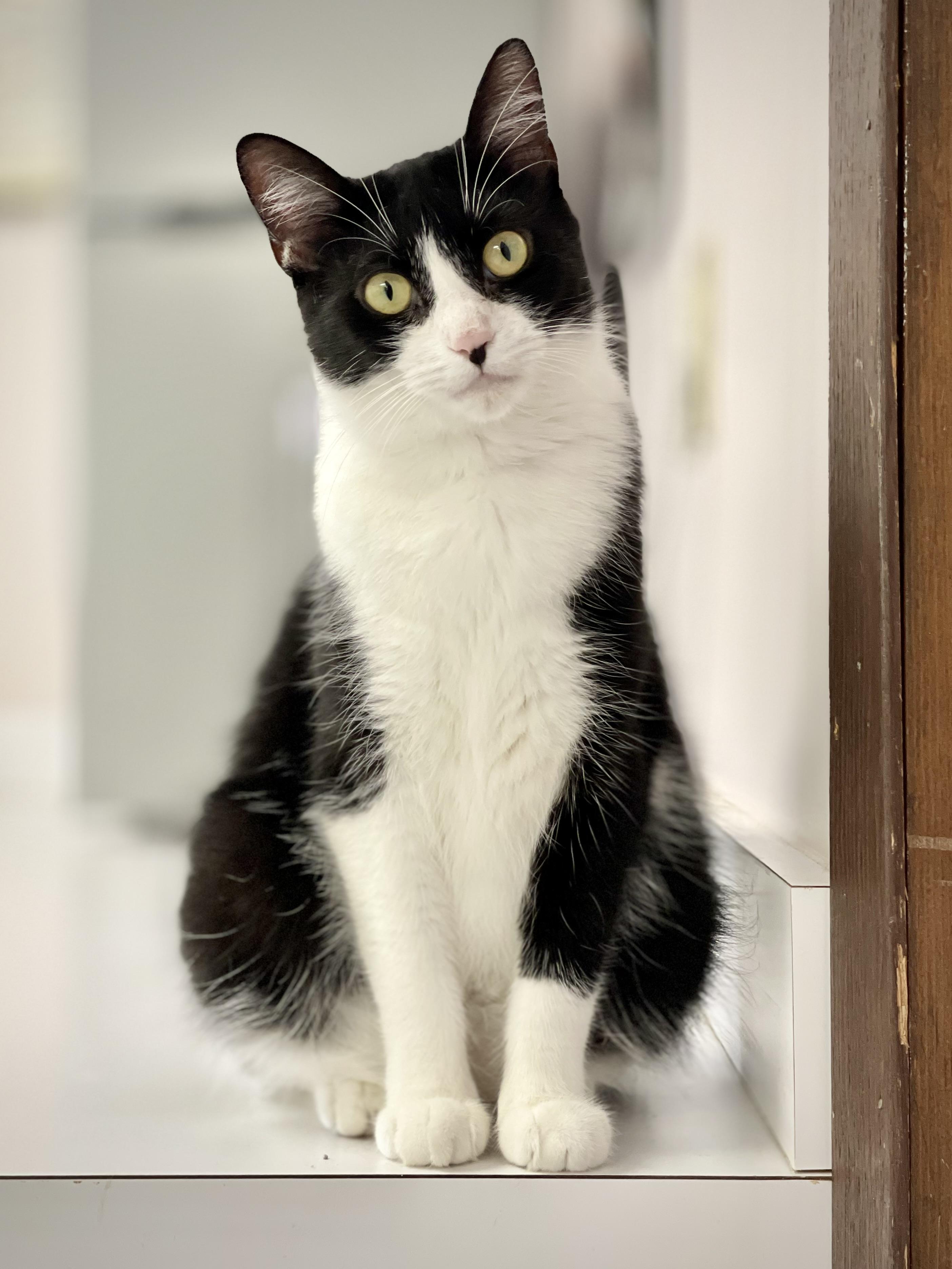 Maggie (Mother Goose), Adoptable, Adult Female Tuxedo.