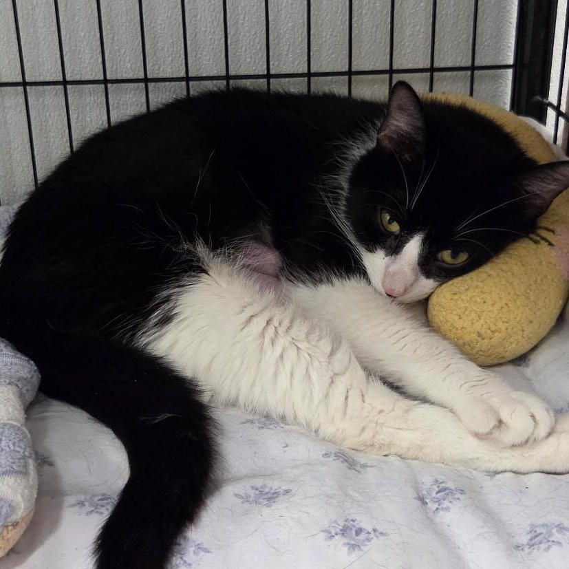 Enlarge Maggie (Mother Goose), a Adoptable Tuxedo in Grosse Ile, MI image 2/3