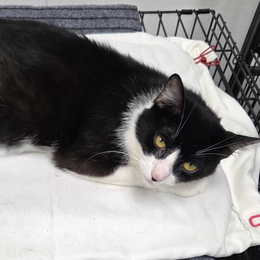 Enlarge Maggie (Mother Goose), a Adoptable Tuxedo in Grosse Ile, MI image 3/3