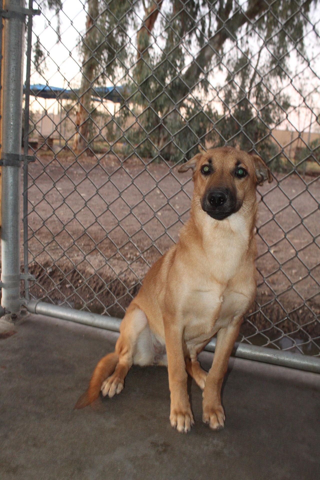 Moon, Adoptable, Young Female Shepherd.