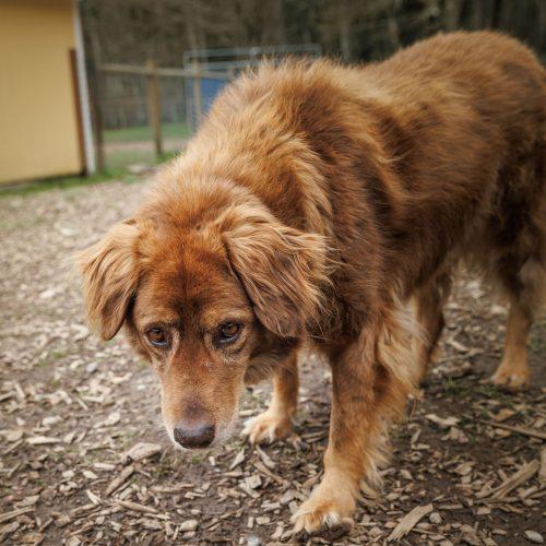 Enlarge Cafeto, a Adoptable mixed breed in Vashon Island, WA image 1/3