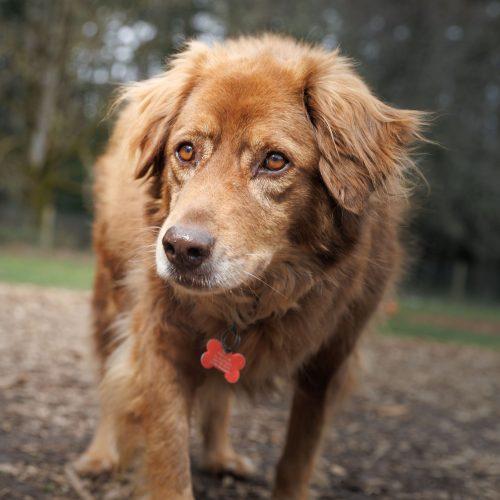 Enlarge Cafeto, a Adoptable mixed breed in Vashon Island, WA image 2/3