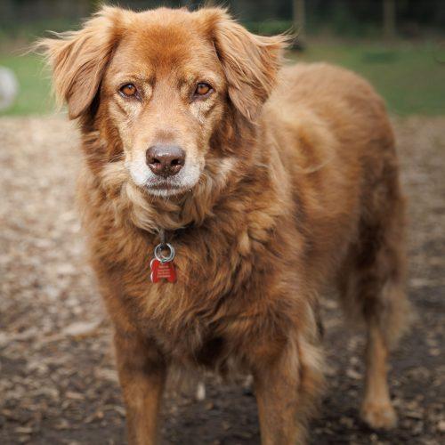 Enlarge Cafeto, a Adoptable mixed breed in Vashon Island, WA image 3/3