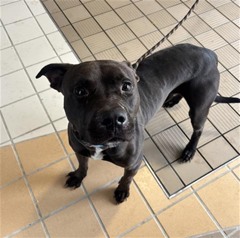 CHOPSTICK, Adoptable, Young Male Pit Bull Terrier.