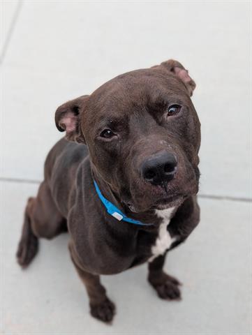 Enlarge CHOPSTICK, a Adoptable Pit Bull Terrier in Dayton, OH image 1/1