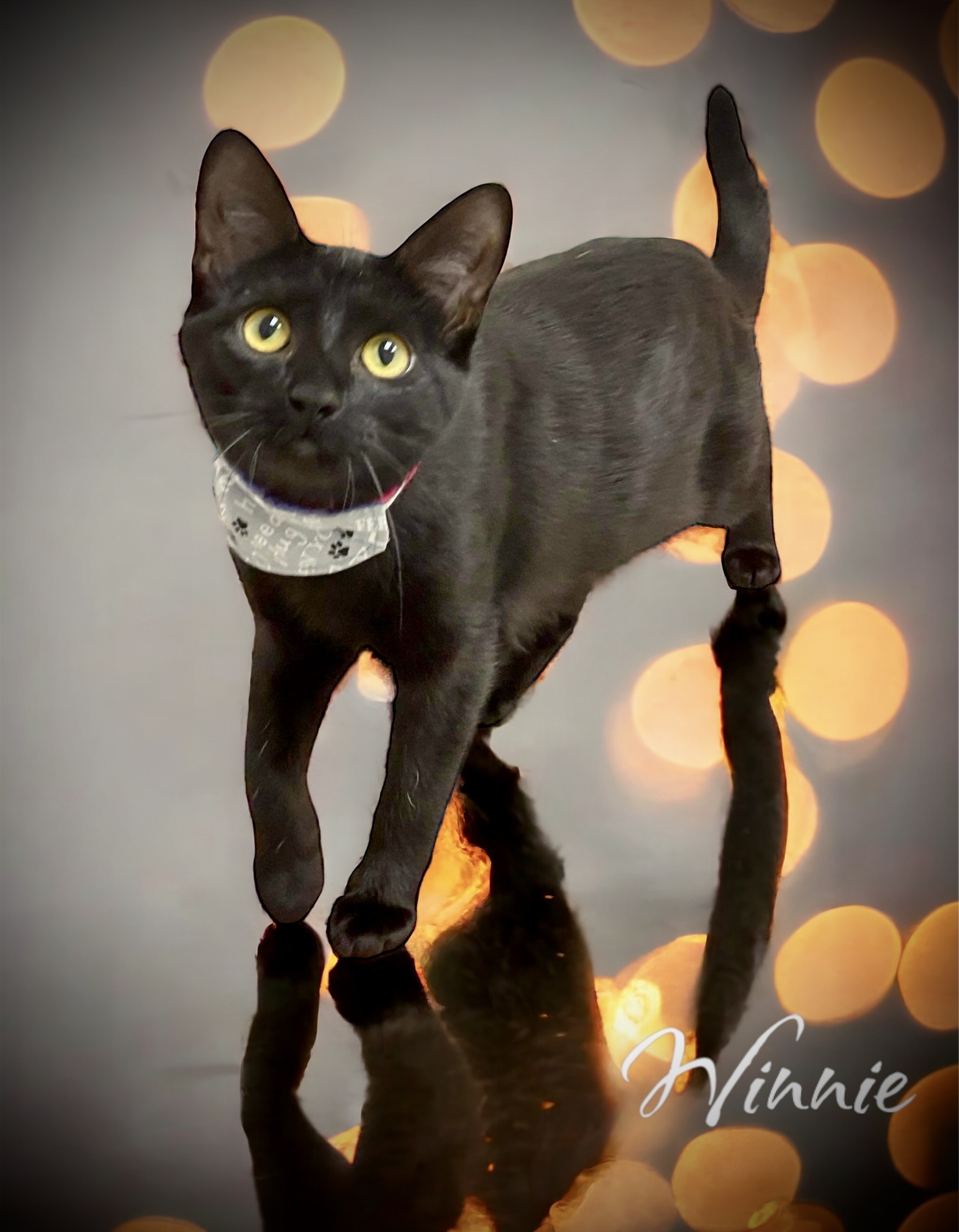 Winnie, a Adoptable Domestic Short Hair in Stevensville, MI image 6/6