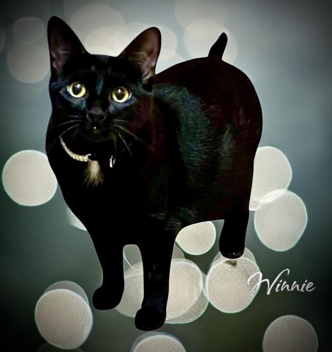 Winnie, a Adoptable Domestic Short Hair in Stevensville, MI image 4/6