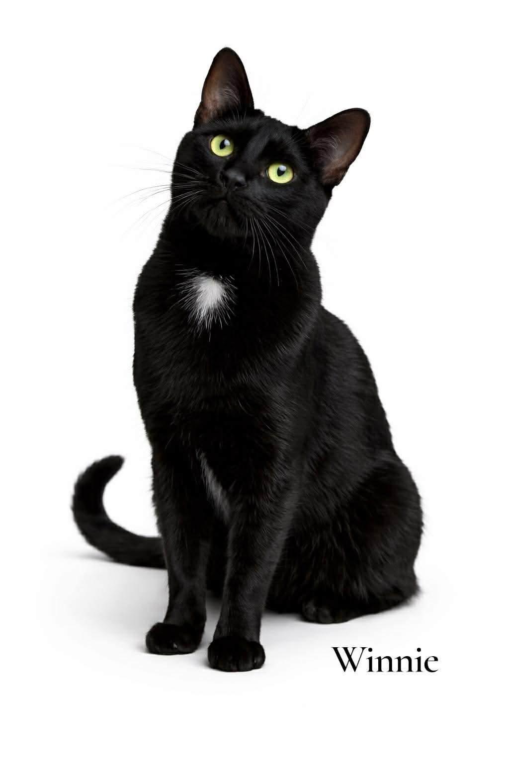 Winnie, an adoptable Domestic Short Hair in Stevensville, MI image 1/2