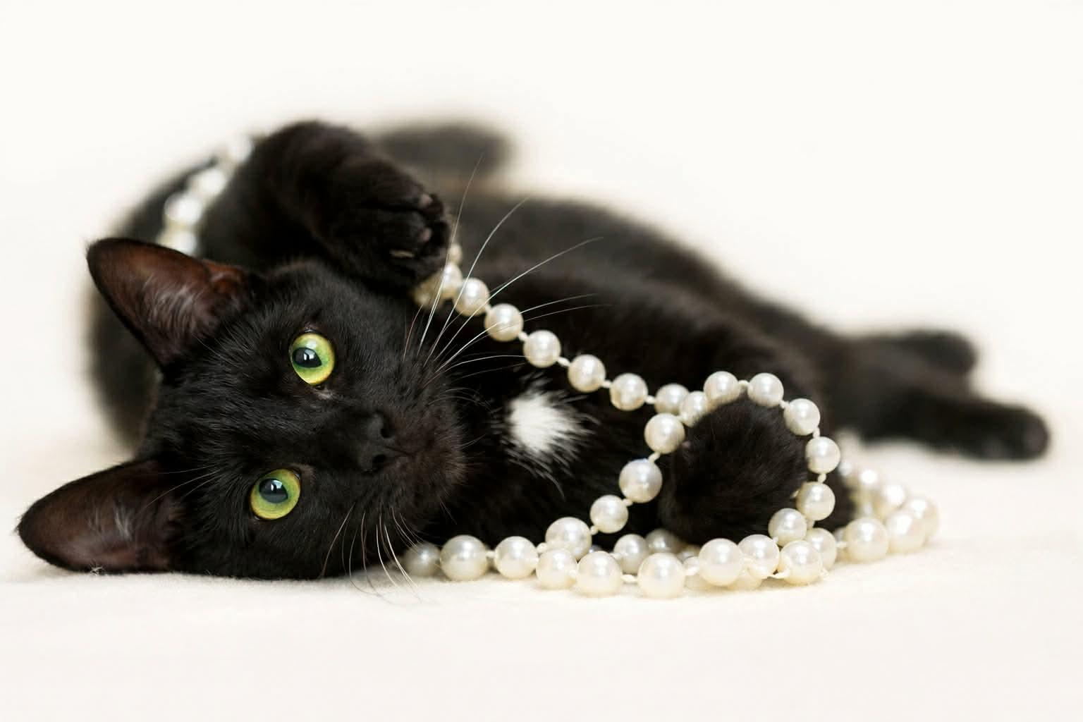 Winnie, an adoptable Domestic Short Hair in Stevensville, MI image 2/2