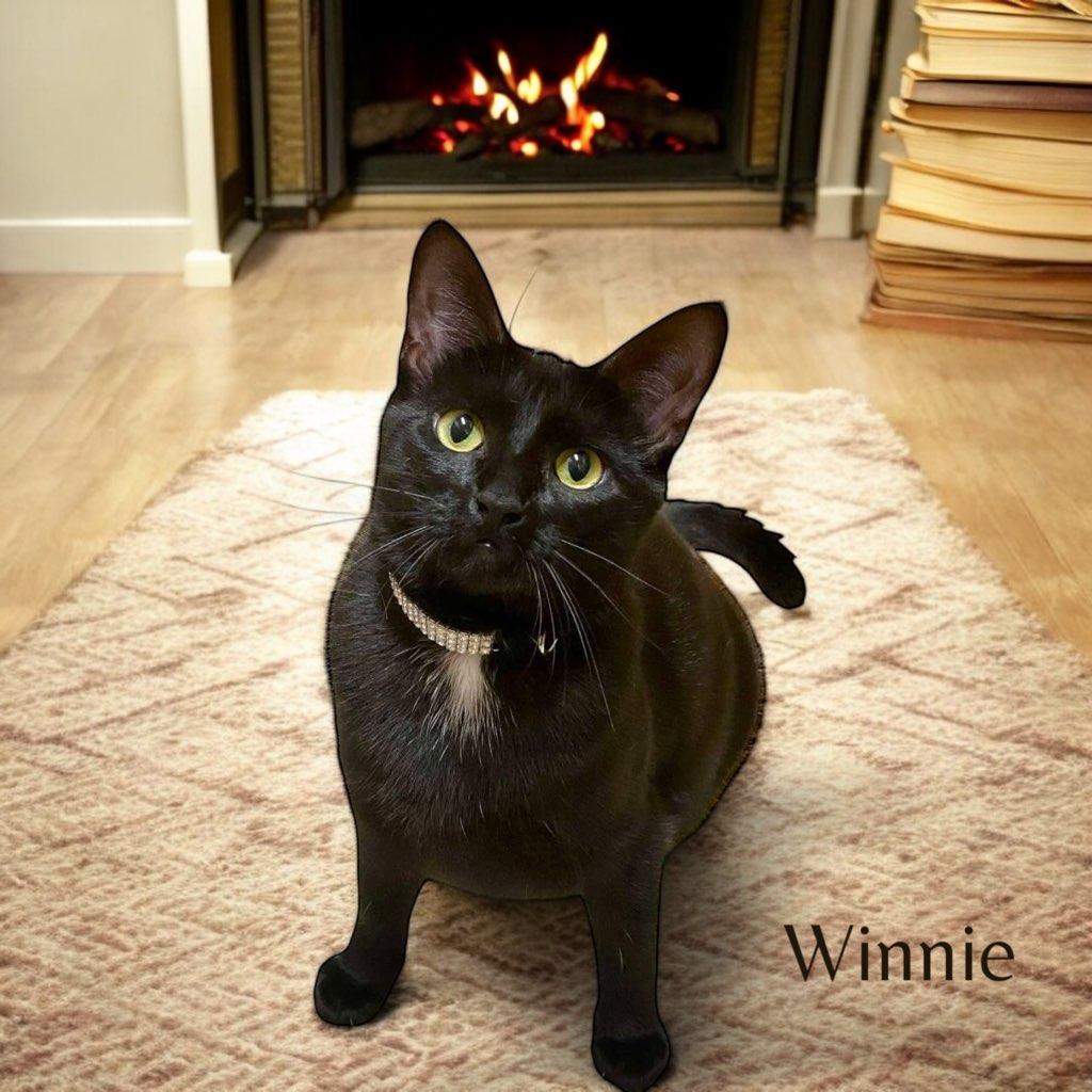 Winnie, a Adoptable Domestic Short Hair in Stevensville, MI image 3/6