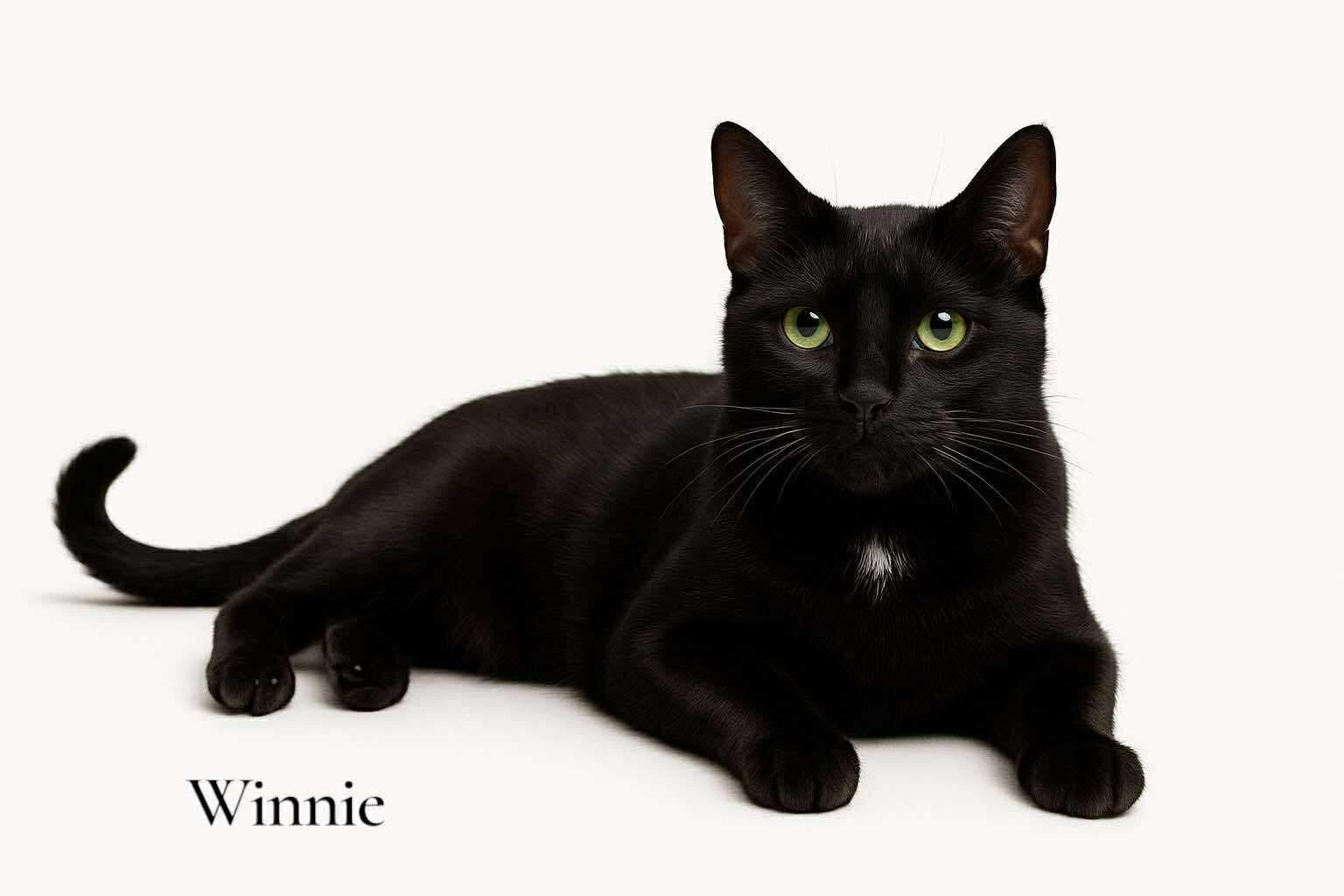 Winnie, a Adoptable Domestic Short Hair in Stevensville, MI image 2/6