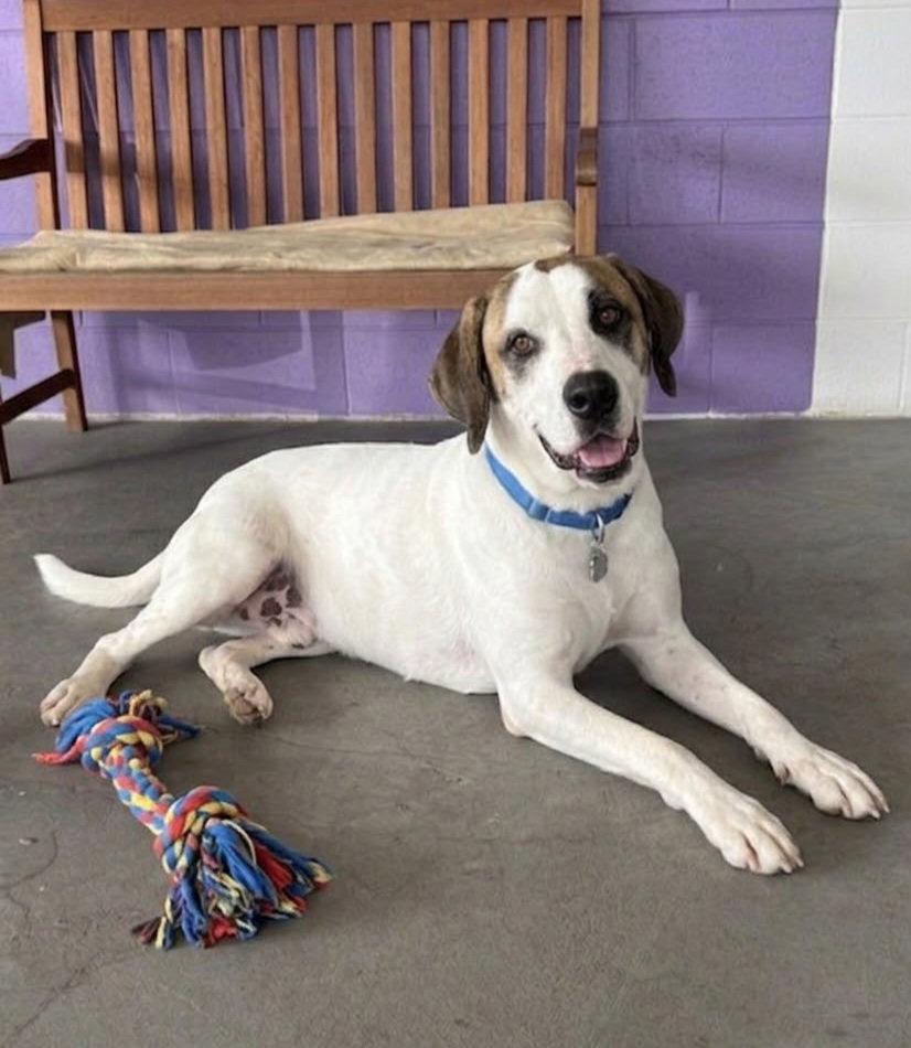 **WESTON**, Adopted, Young Male Great Dane & Saint Bernard.