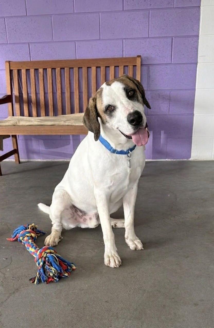 Enlarge **WESTON**, a Adopted mixed breed in North Prairie, WI image 2/2