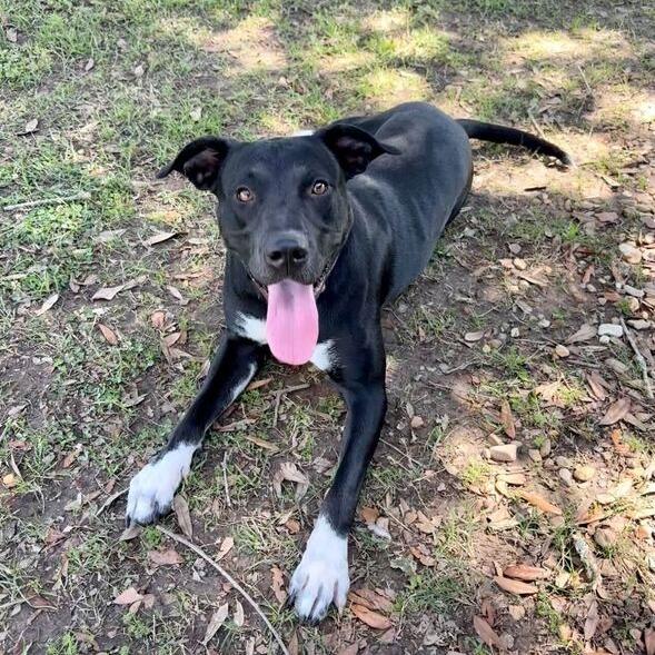 Maine Coon, Adoptable, Adult Female Black Labrador Retriever & Terrier.