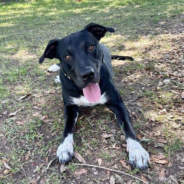 Enlarge Maine Coon, a Adoptable mixed breed in Carencro, LA image 2/4
