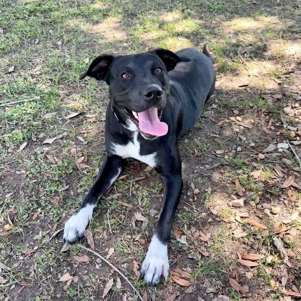 Enlarge Maine Coon, a Adoptable mixed breed in Carencro, LA image 3/4
