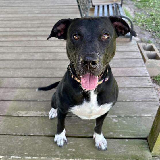 Enlarge Maine Coon, a Adoptable mixed breed in Carencro, LA image 4/4