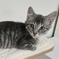 Enlarge Belfast, an adopted mixed breed in The Colony, TX image 3/4