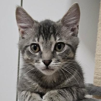 Enlarge Belfast, an adopted mixed breed in The Colony, TX image 1/4