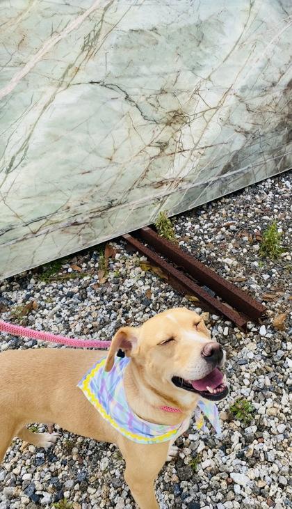 Enlarge Laine, a Adoptable mixed breed in Gulfport, MS image 1/3