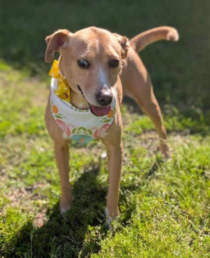 Enlarge Laine, a Adoptable mixed breed in Gulfport, MS image 2/3