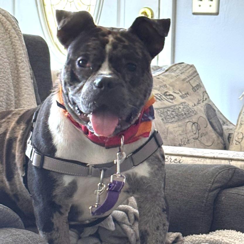 Enlarge Ryatt, a Adoptable Mixed Breed in Dover, NH image 1/4