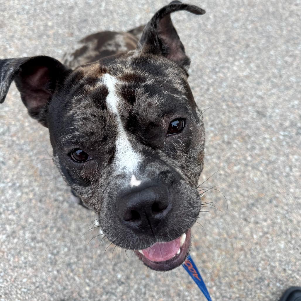 Enlarge Ryatt, a Adoptable Mixed Breed in Dover, NH image 2/4