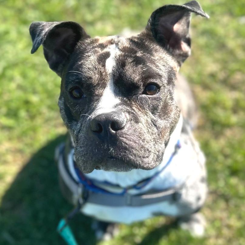 Enlarge Ryatt, a Adoptable Mixed Breed in Dover, NH image 4/4