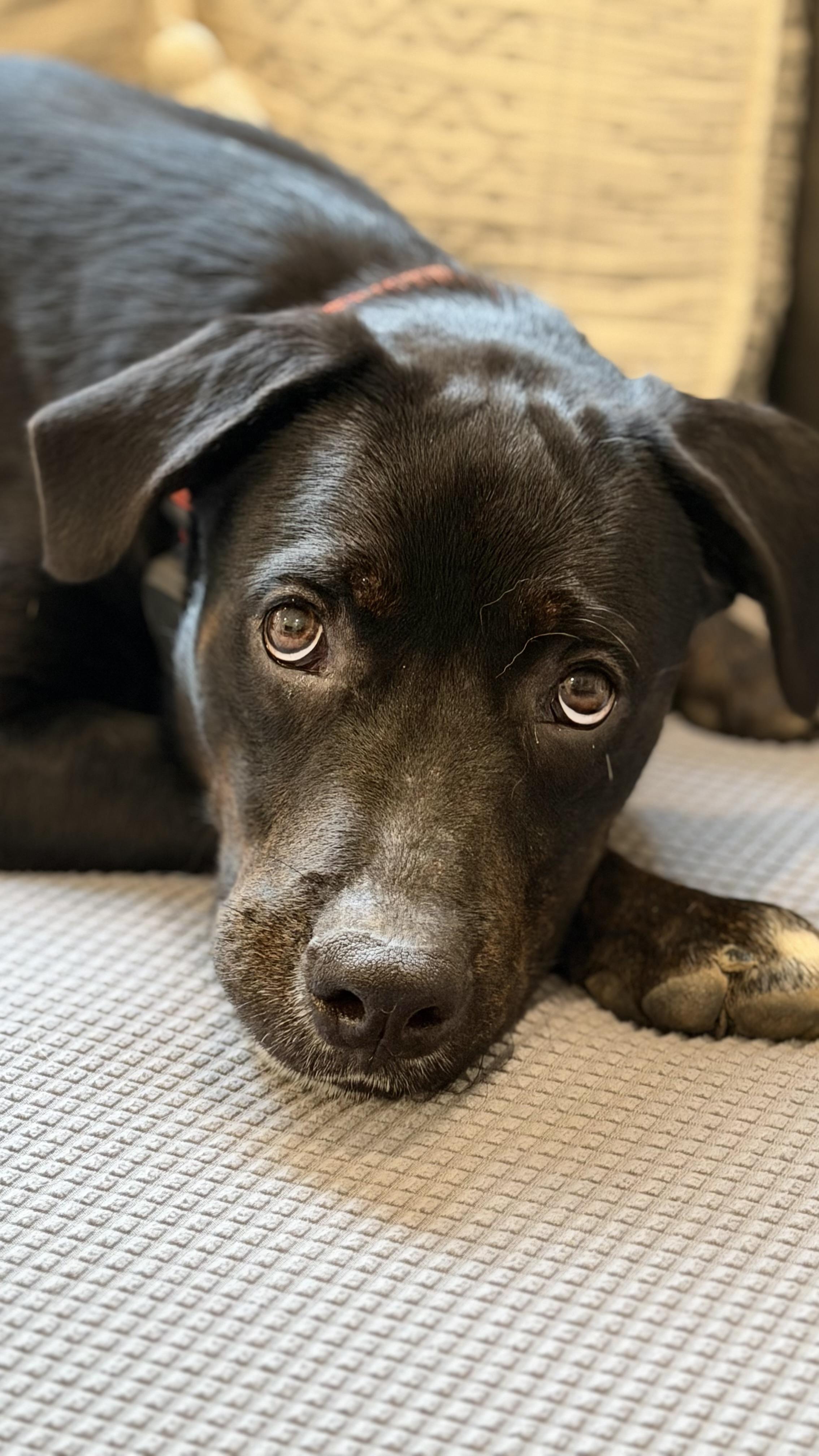 Enlarge Desi great puppy, a Adoptable mixed breed in Port Matilda, PA image 4/5