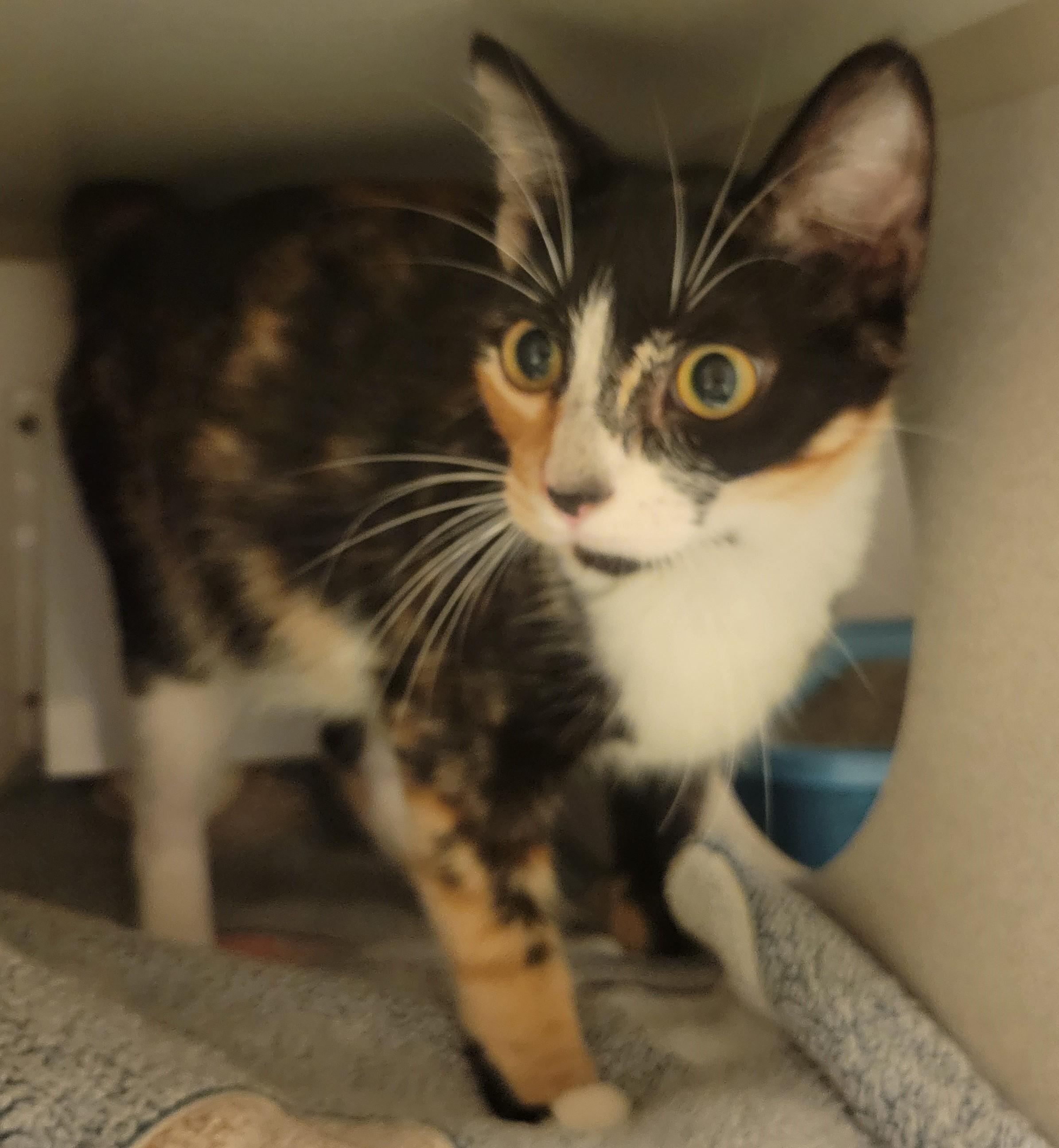 Enlarge Mulberry, a Adoptable Domestic Short Hair in Mason City, IA image 1/1