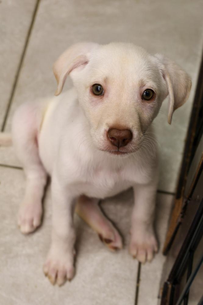 Enlarge Lithium, a ADOPTABLE Labrador Retriever in TUCSON, AZ image 2/2