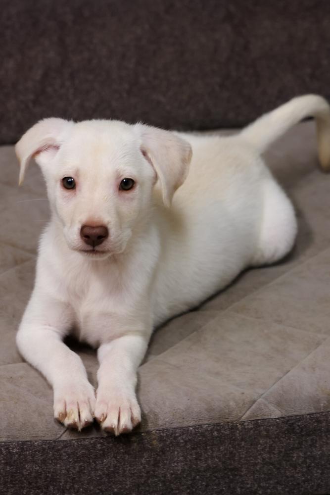 Enlarge Lithium, a ADOPTABLE Labrador Retriever in TUCSON, AZ image 1/2