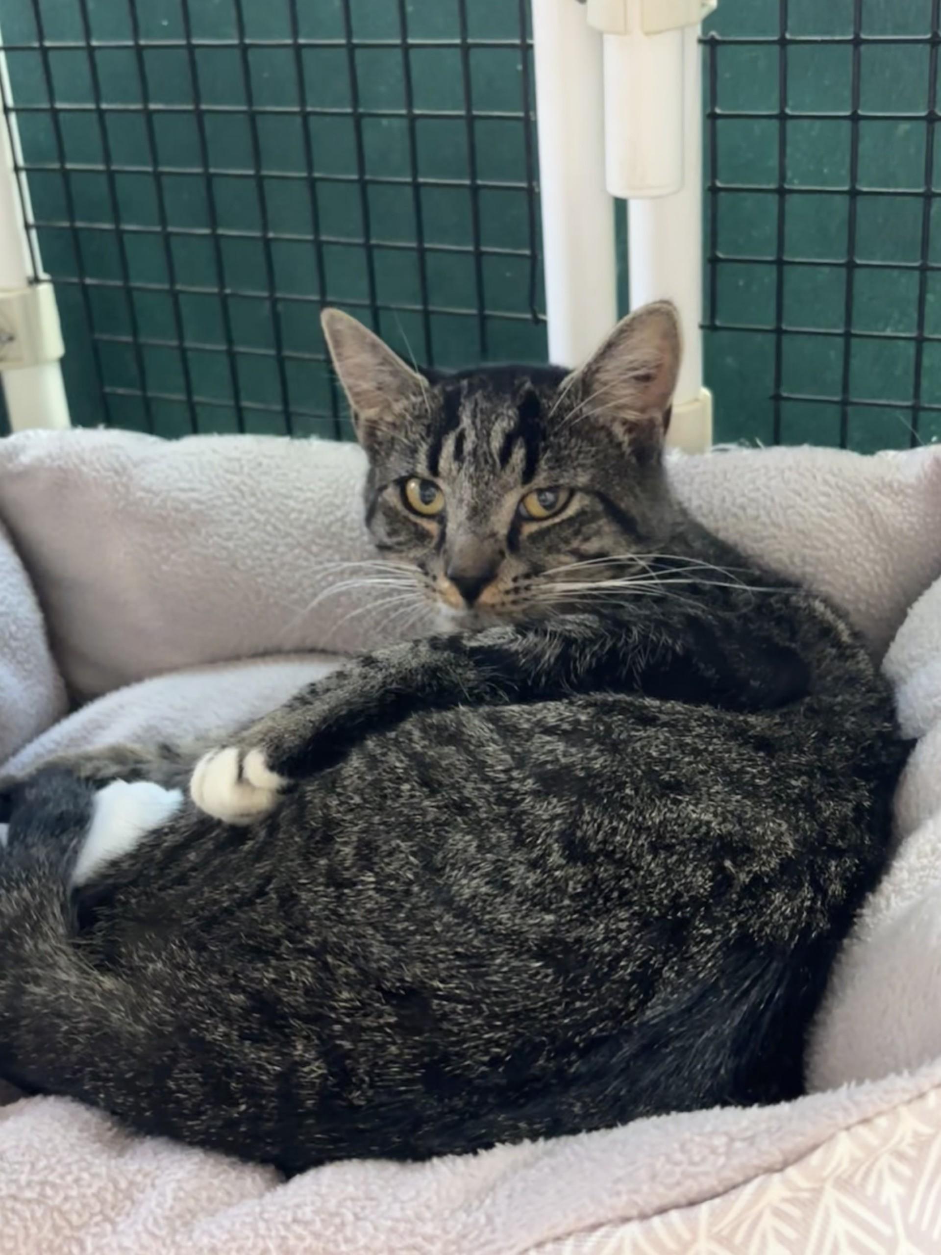 Tyrone, Adopted, Adult Male Domestic Short Hair.