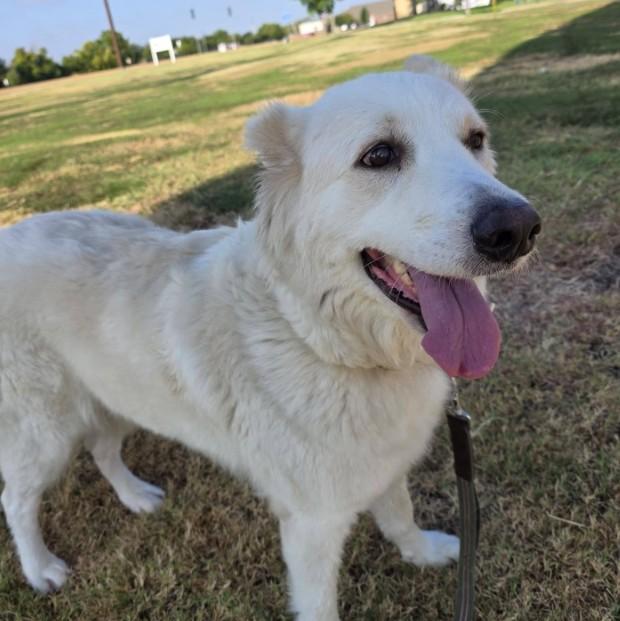 CHELA, Adoptable, Adult Female Great Pyrenees & Mixed Breed.