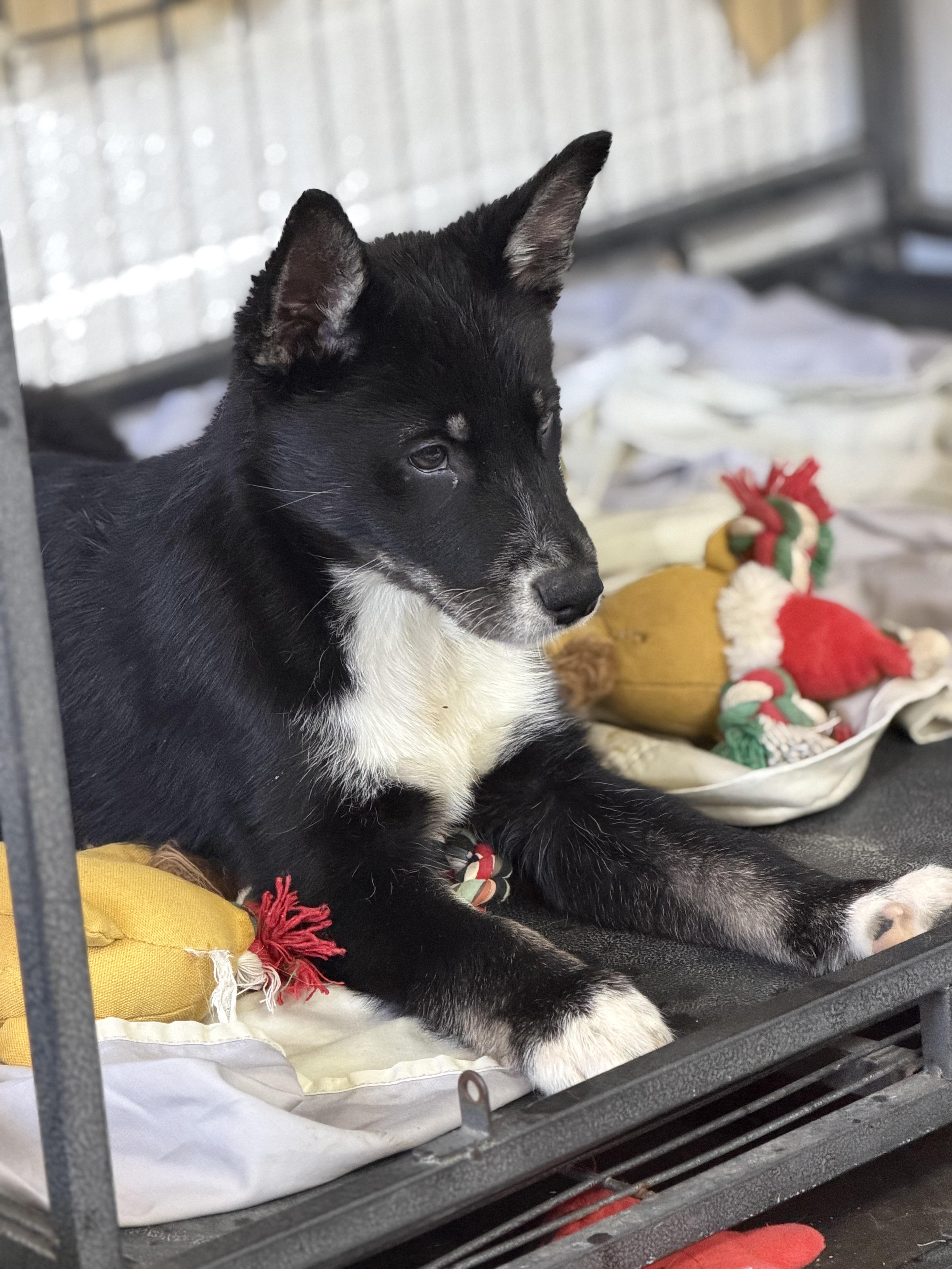 Enlarge Cubone, a ADOPTABLE Husky in Globe, AZ image 1/1