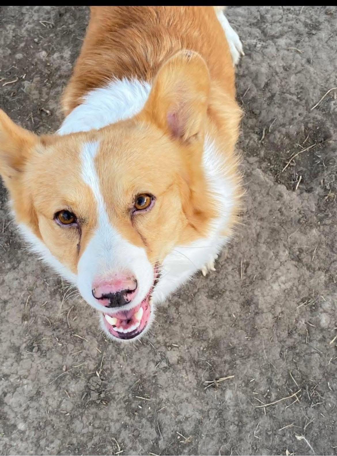 Winston, Adopted, Young Male Corgi.