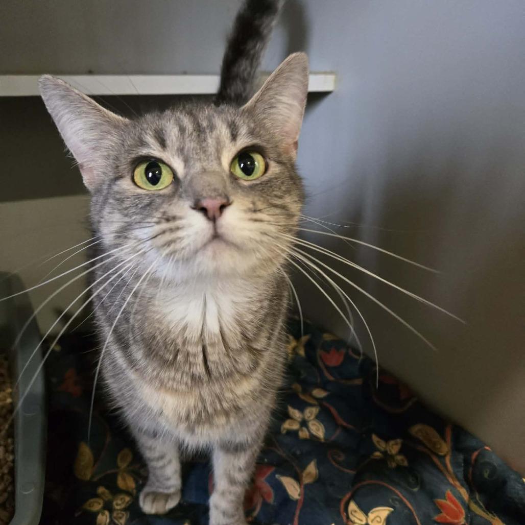 Mitzy, Adoptable, Adult Female Domestic Short Hair.