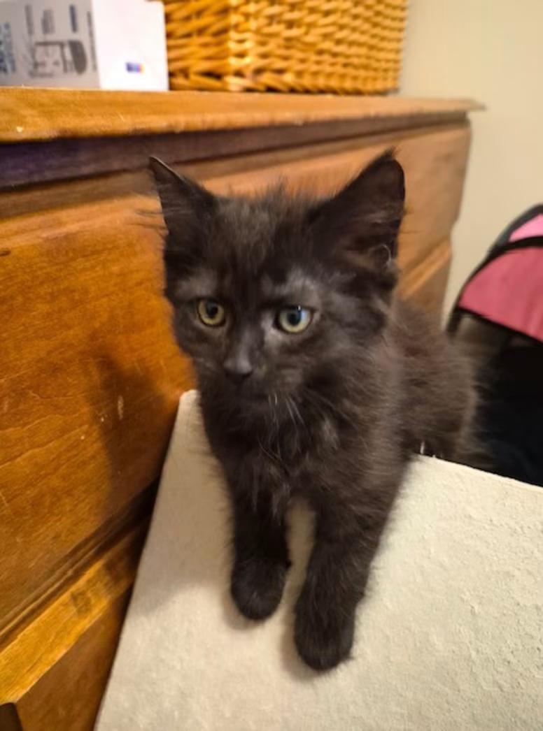 Beauty, Adopted, Kitten Female Domestic Short Hair.