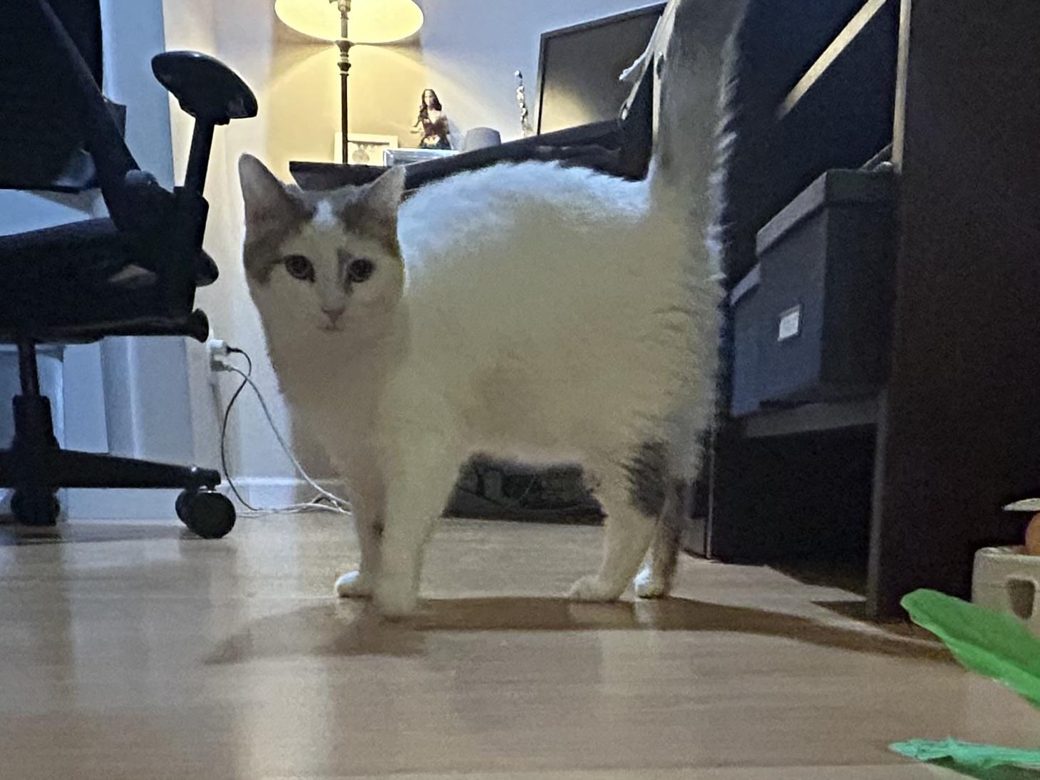 Amanda (Guardado Litter), Young Female unknown