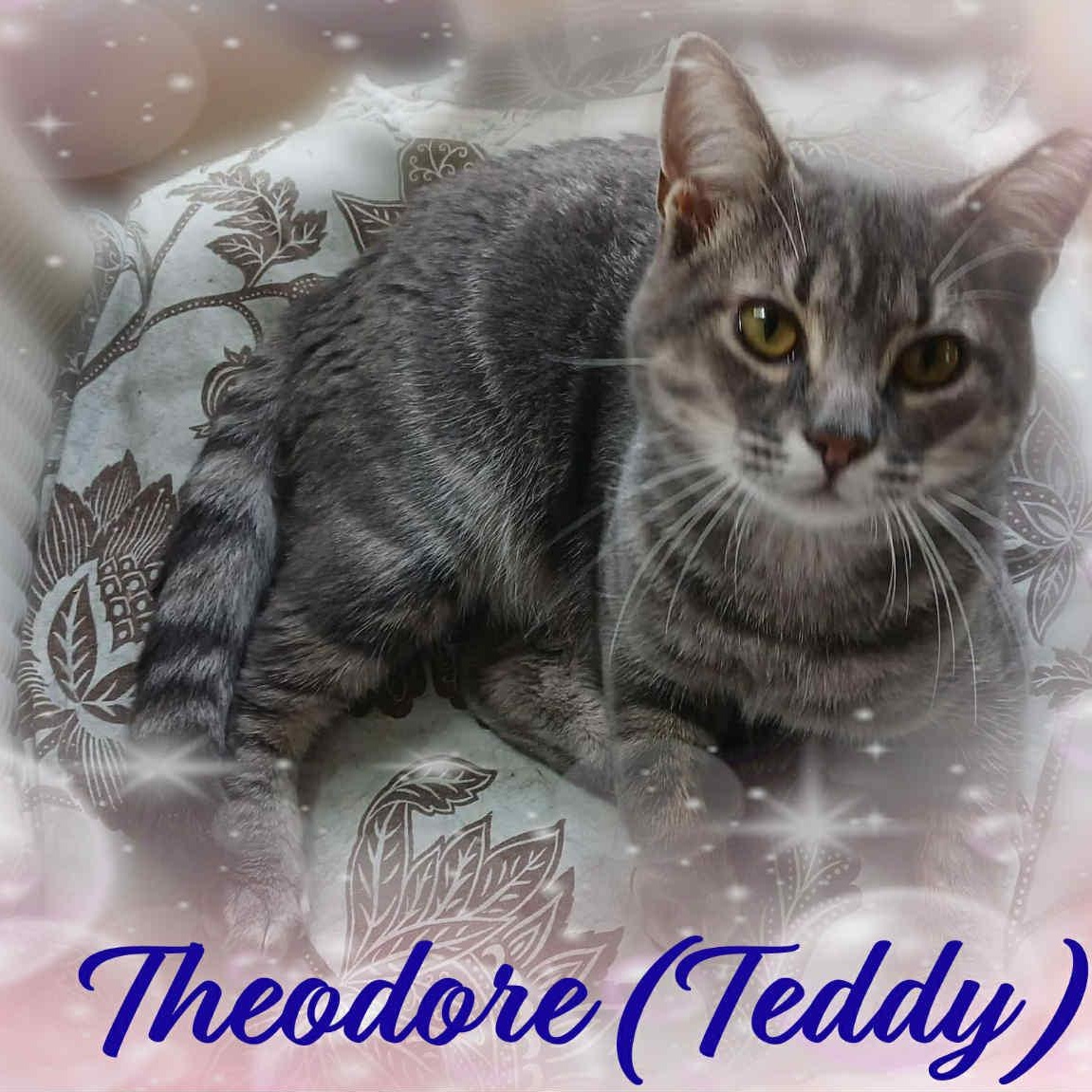 Theodore, an adopted Domestic Short Hair in Charlotte, NC image 1/3