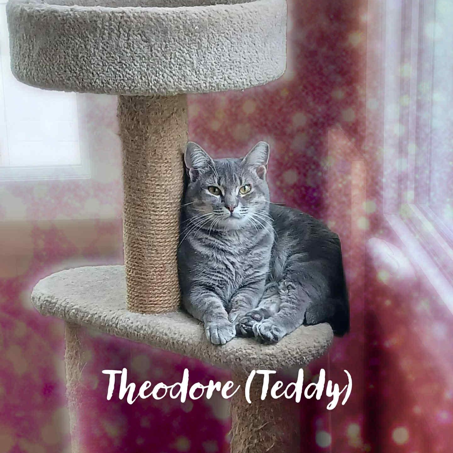 Theodore, an adopted Domestic Short Hair in Charlotte, NC image 2/3